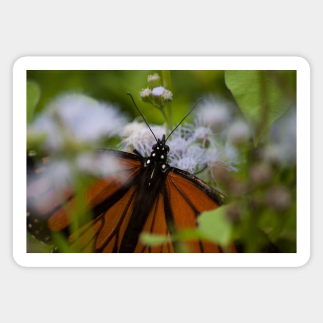 Butterfly Garden Sticker by Jacquelie